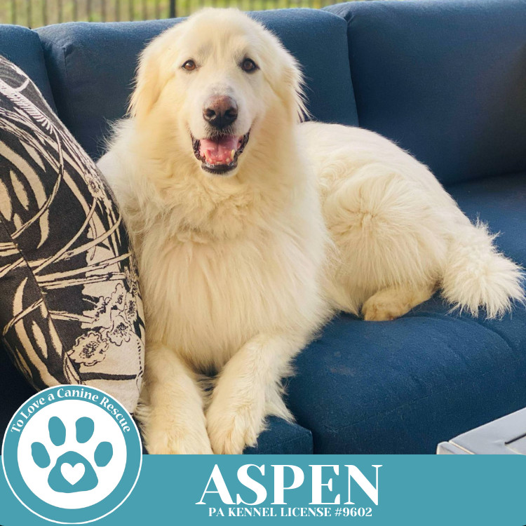 Aspen 041225