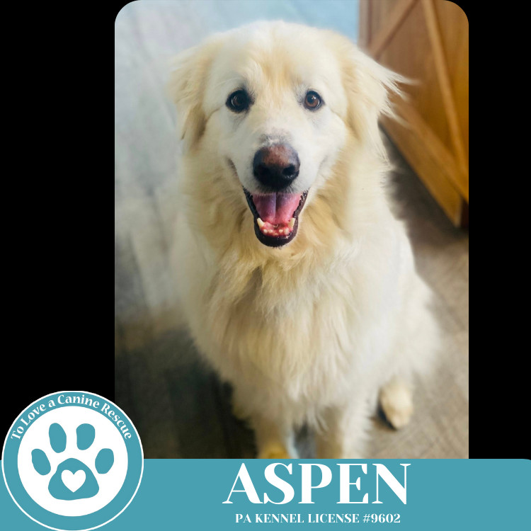 Aspen 041225