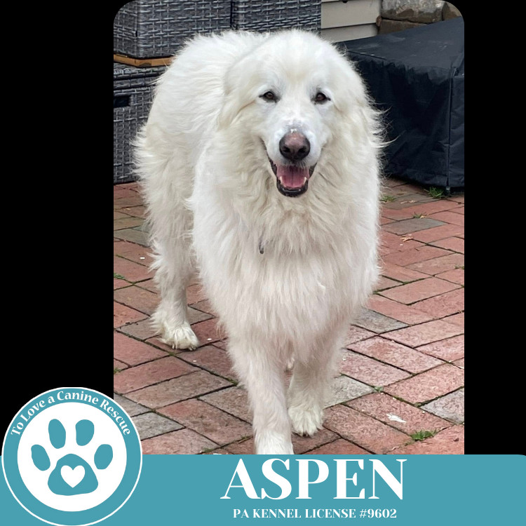 Aspen 041225