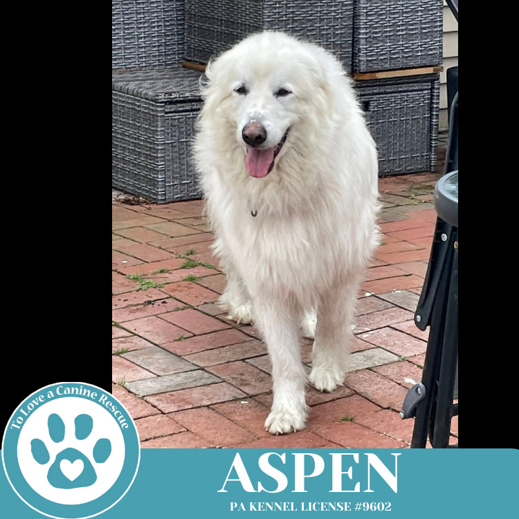 Aspen 041225