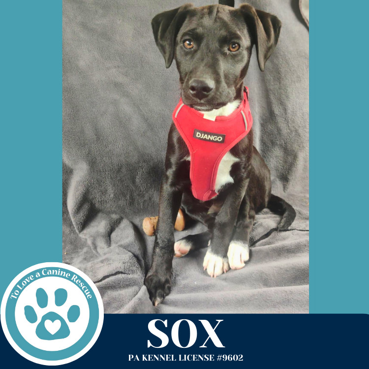 Sox (Backroad Babies) 041225