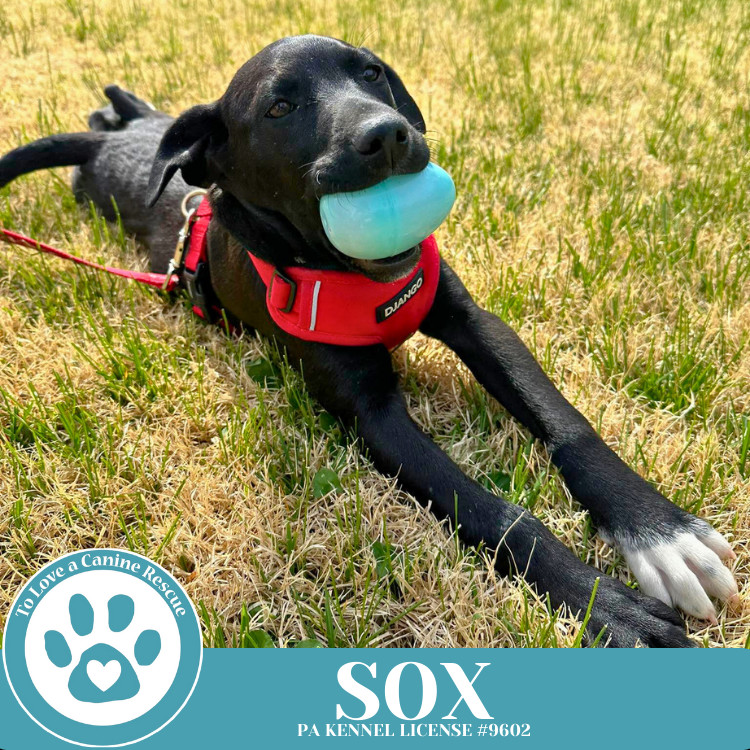 Sox (Backroad Babies) 041225