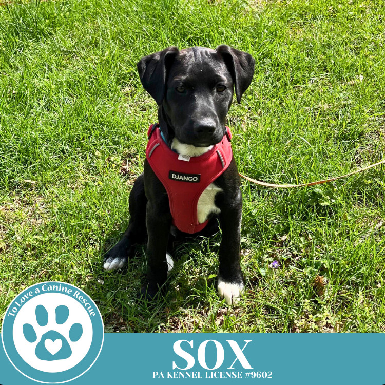 Sox (Backroad Babies) 041225