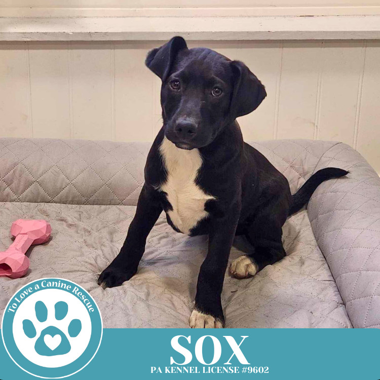 Sox (Backroad Babies) 041225