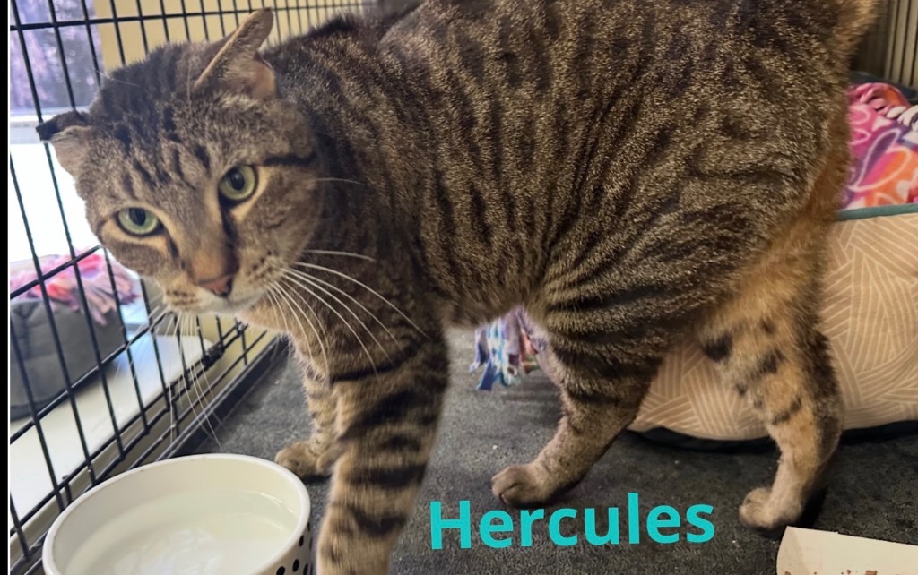 HERCULES