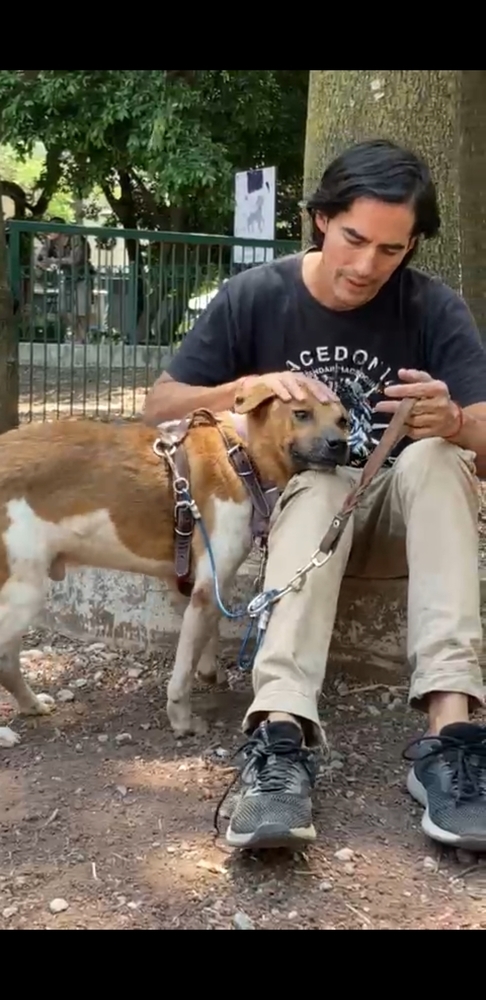 MAURO, an adoptable Black Mouth Cur in Langley, BC, V2Y 3K1 | Photo Image 1