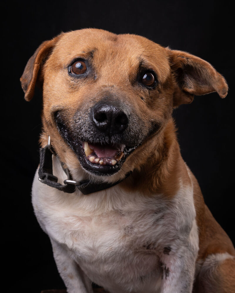 MAURO, an adoptable Black Mouth Cur in Langley, BC, V2Y 3K1 | Photo Image 1