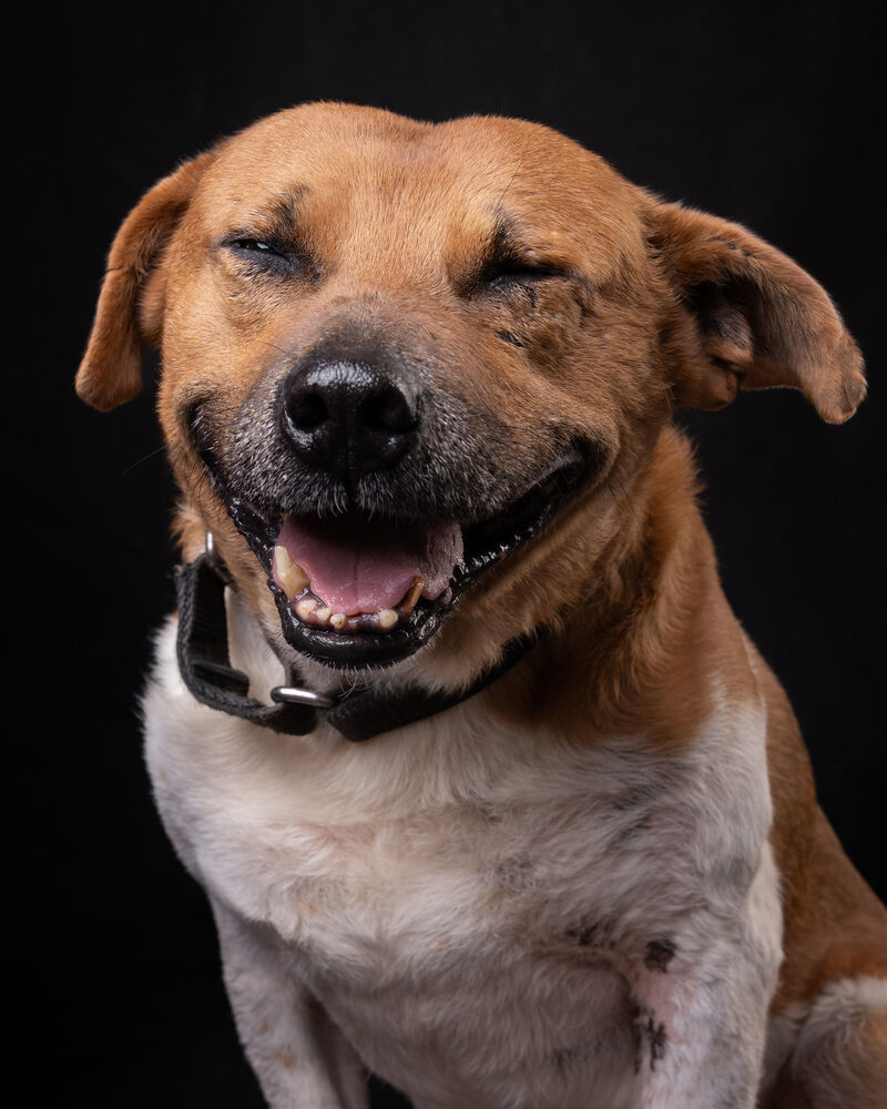 MAURO, an adoptable Black Mouth Cur in Langley, BC, V2Y 3K1 | Photo Image 2