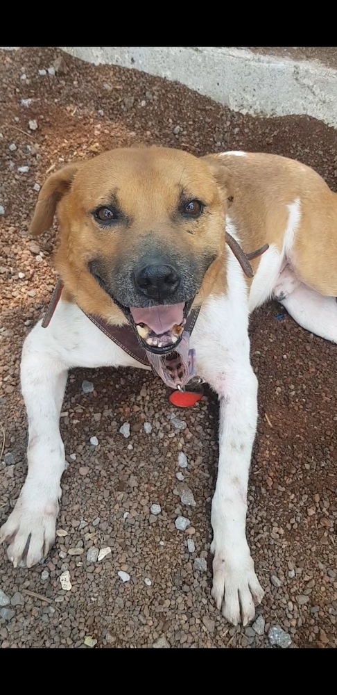 MAURO, an adoptable Black Mouth Cur in Langley, BC, V2Y 3K1 | Photo Image 3