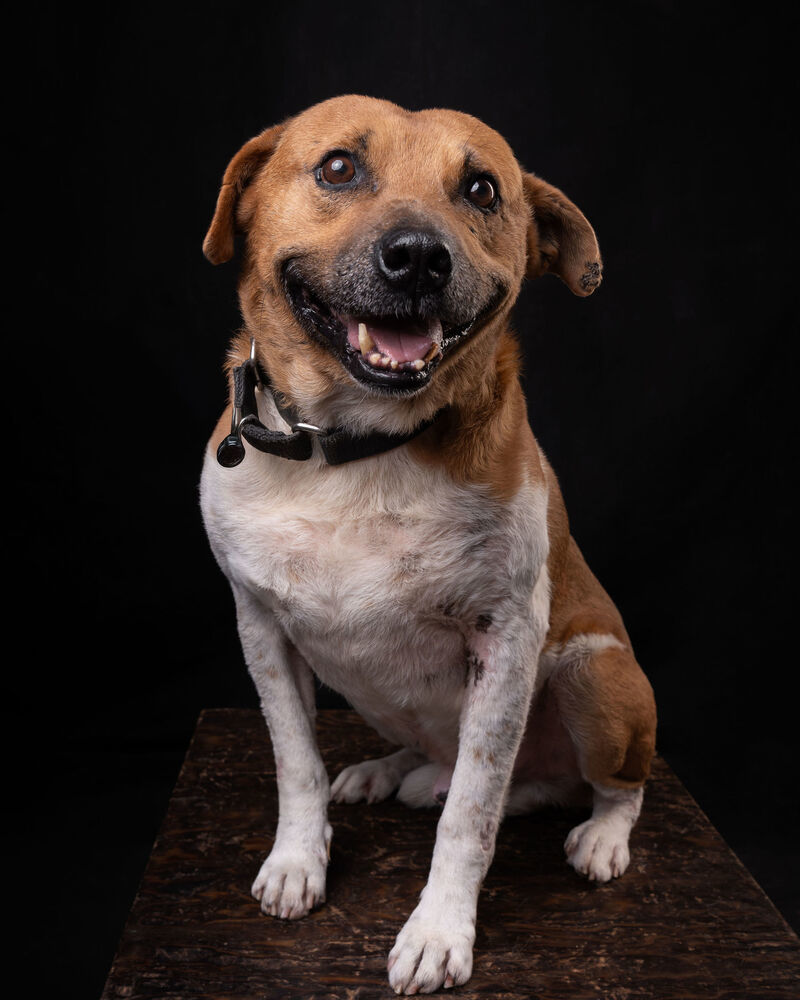 MAURO, an adoptable Black Mouth Cur in Langley, BC, V2Y 3K1 | Photo Image 3