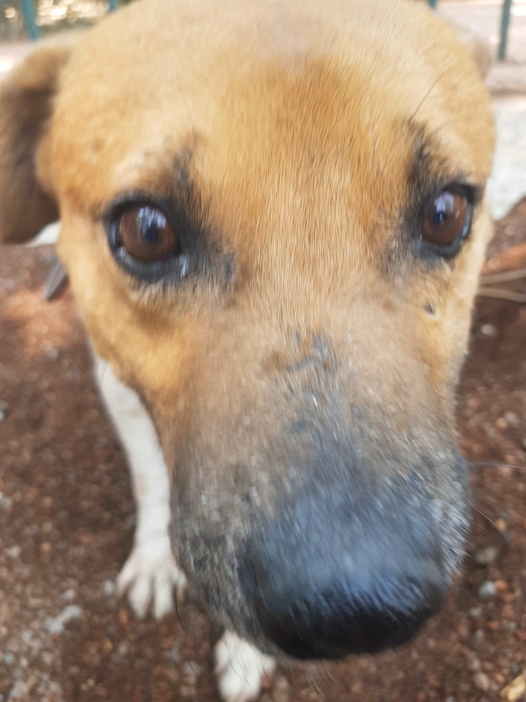 MAURO, an adoptable Black Mouth Cur in Langley, BC, V2Y 3K1 | Photo Image 4