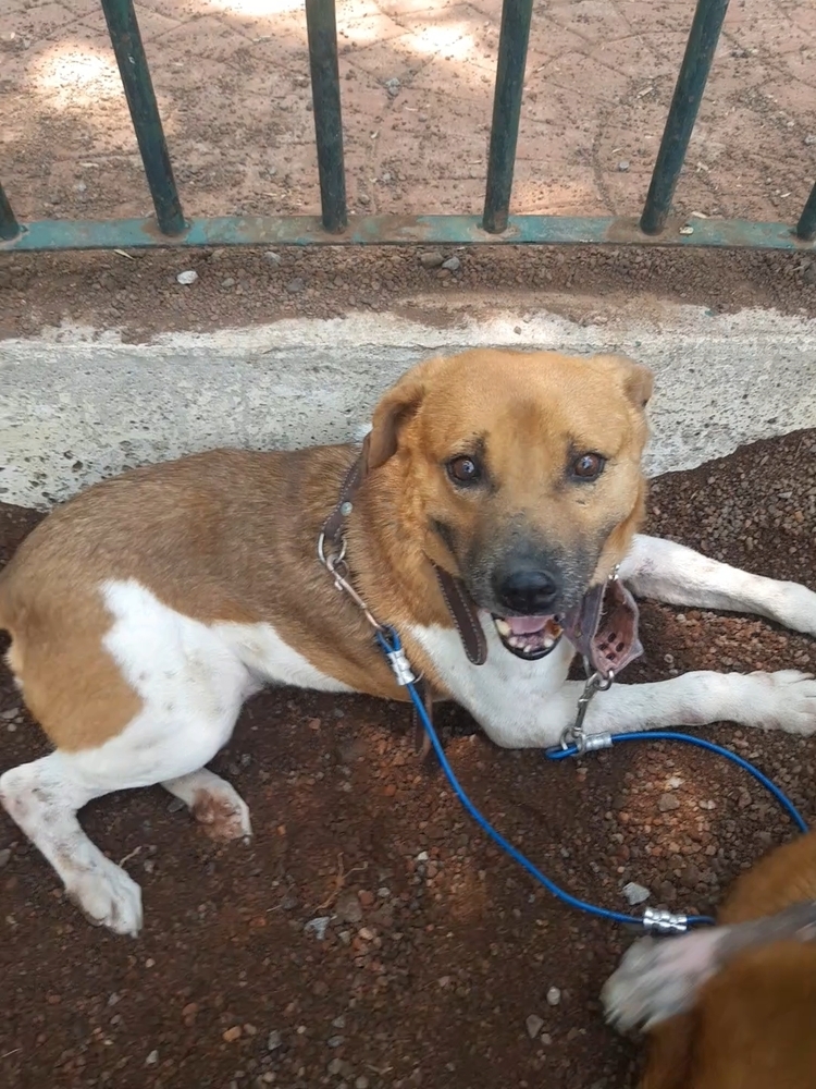 MAURO, an adoptable Black Mouth Cur in Langley, BC, V2Y 3K1 | Photo Image 6