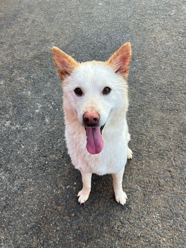BEANIE (LOCAL - COQUITLAM!), an adoptable Jindo in Langley, BC, V2Y 3K1 | Photo Image 1