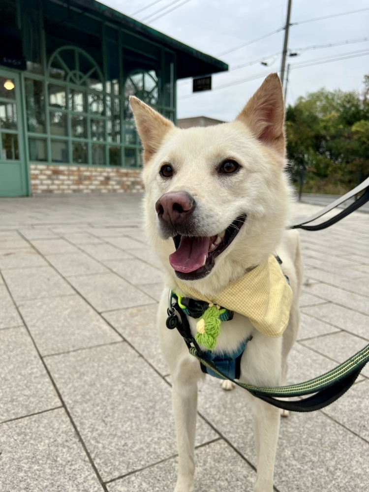 BEANIE (LOCAL - COQUITLAM!), an adoptable Jindo in Langley, BC, V2Y 3K1 | Photo Image 2