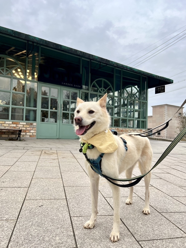 BEANIE (LOCAL - COQUITLAM!), an adoptable Jindo in Langley, BC, V2Y 3K1 | Photo Image 3