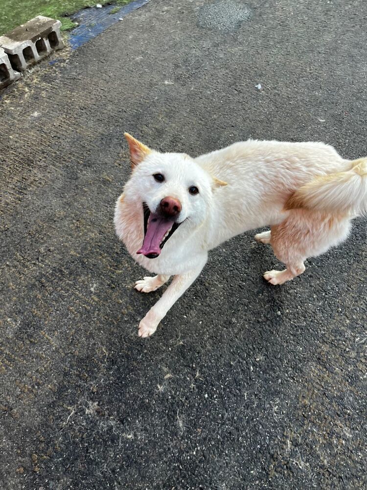BEANIE (LOCAL - COQUITLAM!), an adoptable Jindo in Langley, BC, V2Y 3K1 | Photo Image 4
