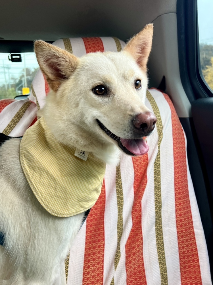 BEANIE (LOCAL - COQUITLAM!), an adoptable Jindo in Langley, BC, V2Y 3K1 | Photo Image 5
