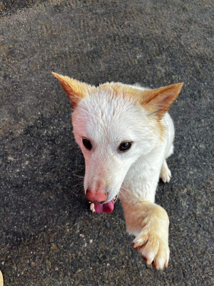 BEANIE (LOCAL - COQUITLAM!), an adoptable Jindo in Langley, BC, V2Y 3K1 | Photo Image 6