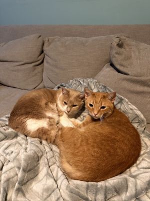 Crush, Senior Male Domestic Short Hair