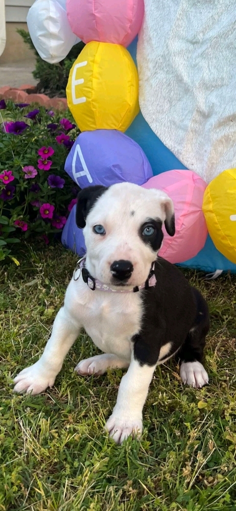 Cowllie
