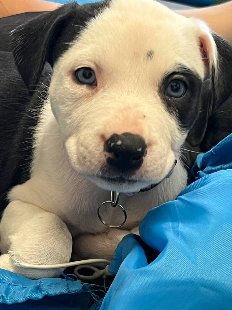 Cowllie