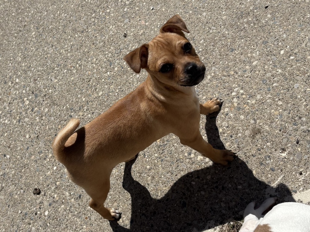 Chili (Crystal City 2)