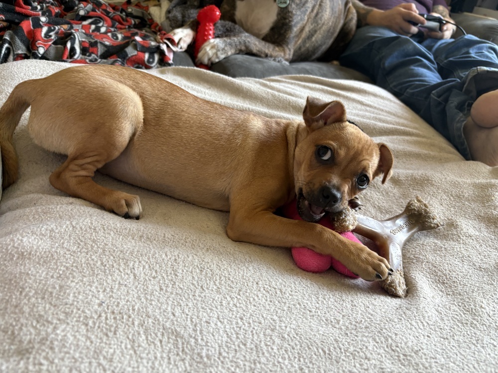 Chili (Crystal City 2)