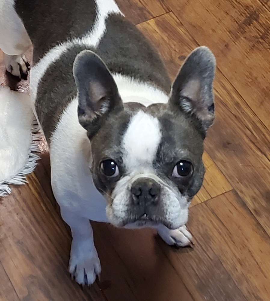 Maggy Frenchton