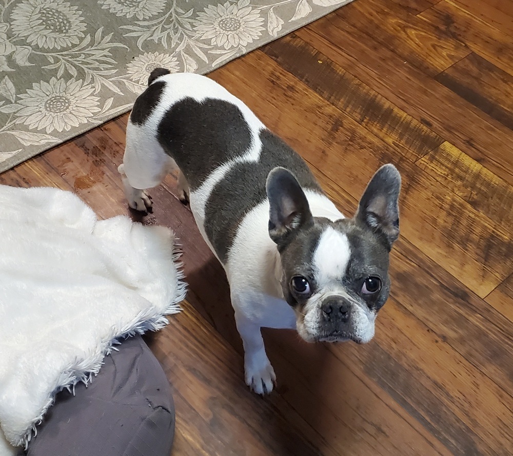 Maggy Frenchton
