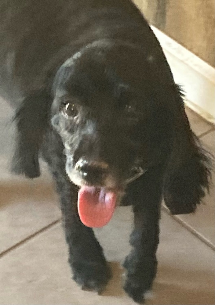 Mikki