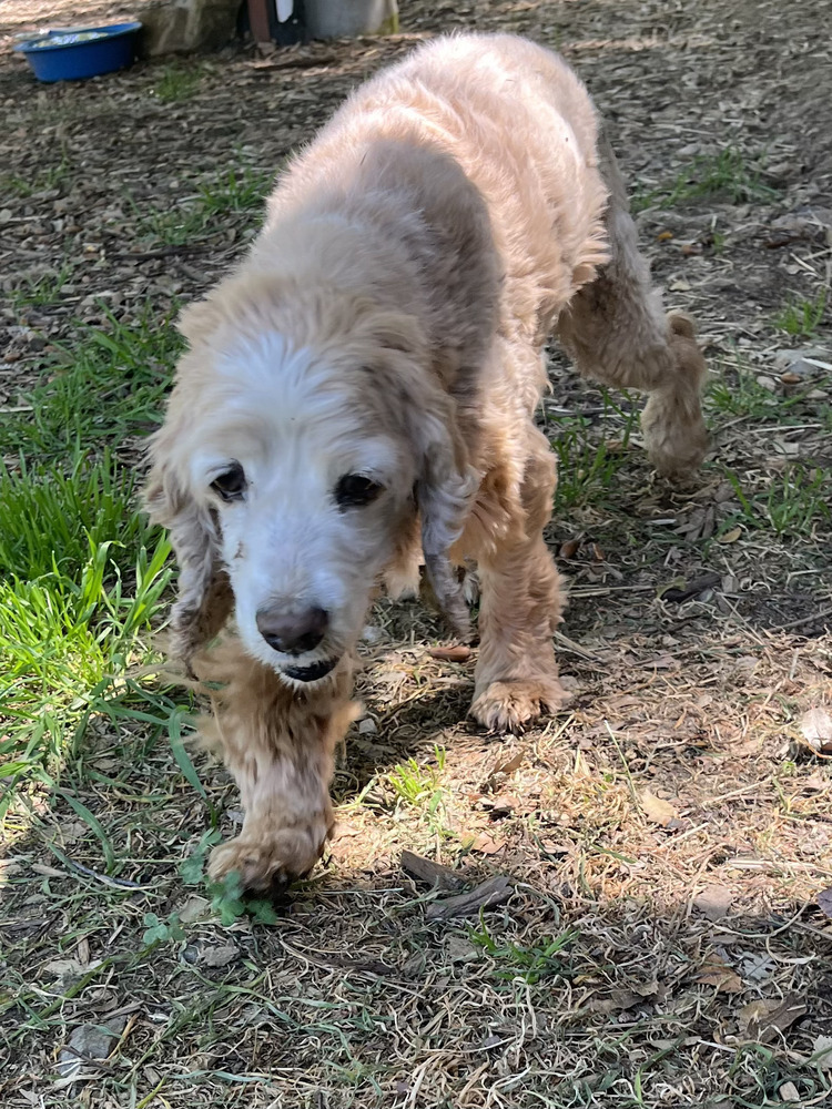 Winston (senior)