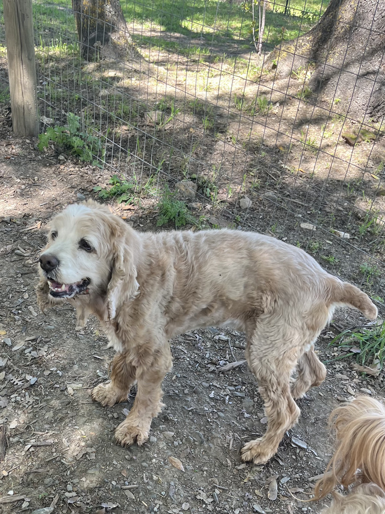 Winston (senior)