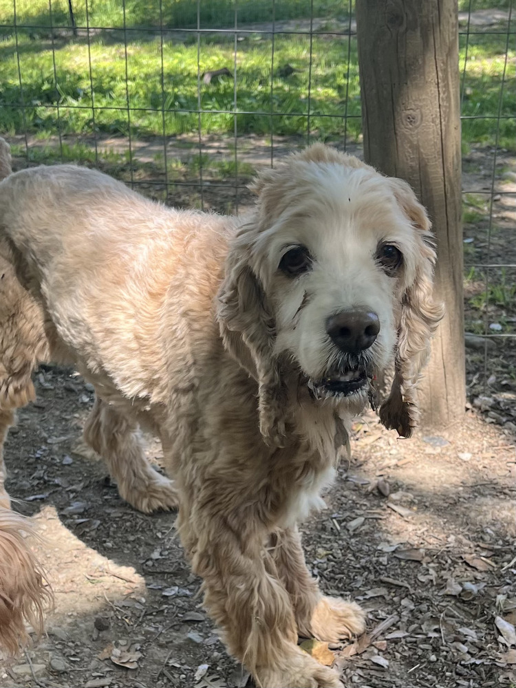 Winston (senior)