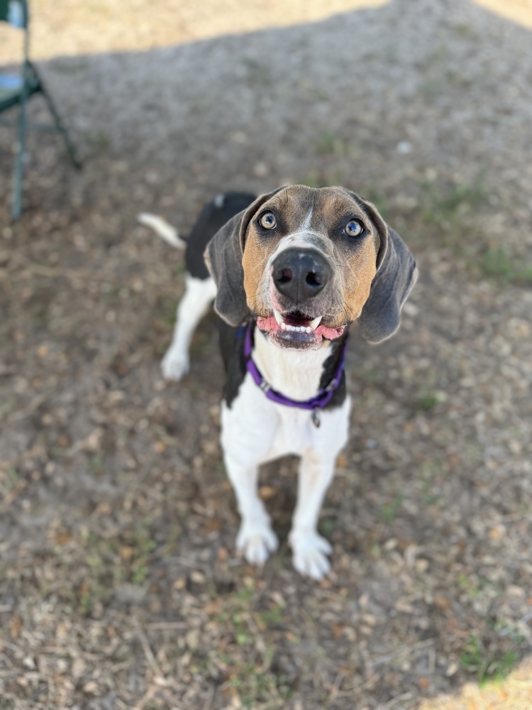 Waylon
