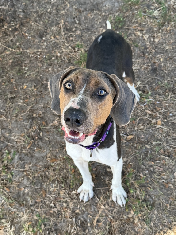 Waylon