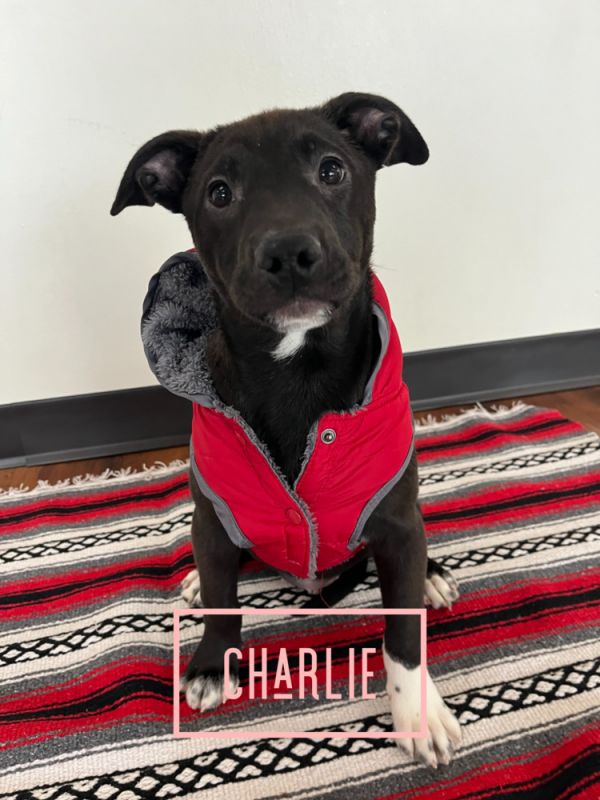 Charlie