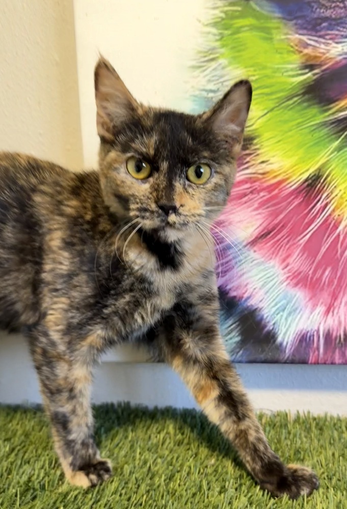 Kitty3, an adoptable Domestic Short Hair in Littleton, CO, 80130 | Photo Image 1