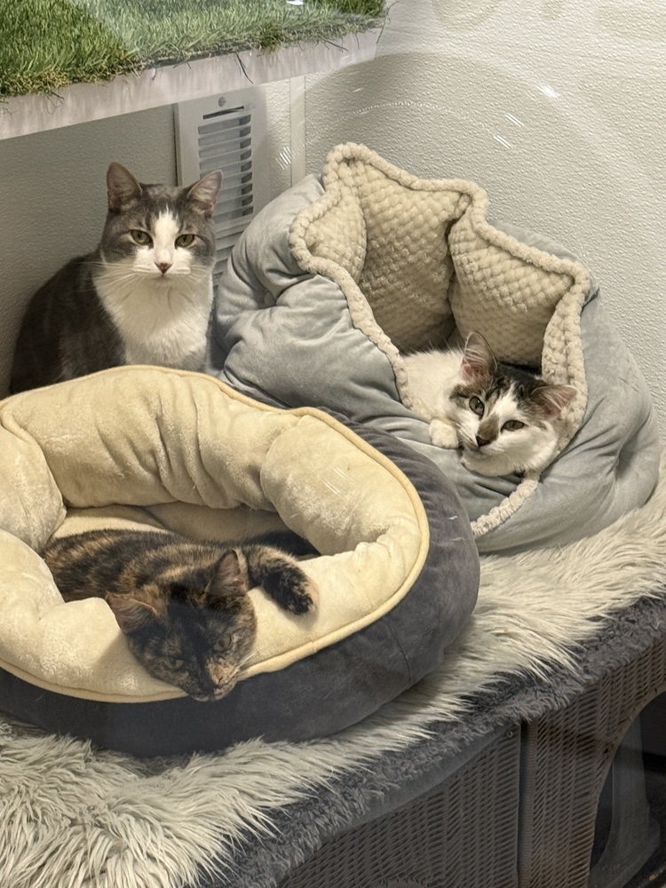 Kitty3, an adoptable Domestic Short Hair in Littleton, CO, 80130 | Photo Image 2