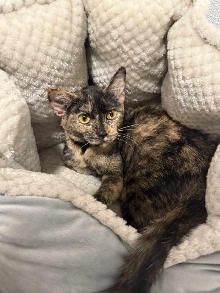 Kitty3, an adoptable Domestic Short Hair in Littleton, CO, 80130 | Photo Image 3