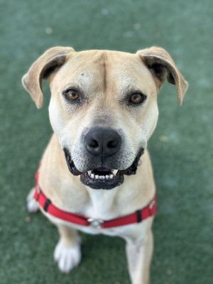 Hi Im Cooper-a 6-year-old lab mix with soft eyes an easygoing spirit and a h