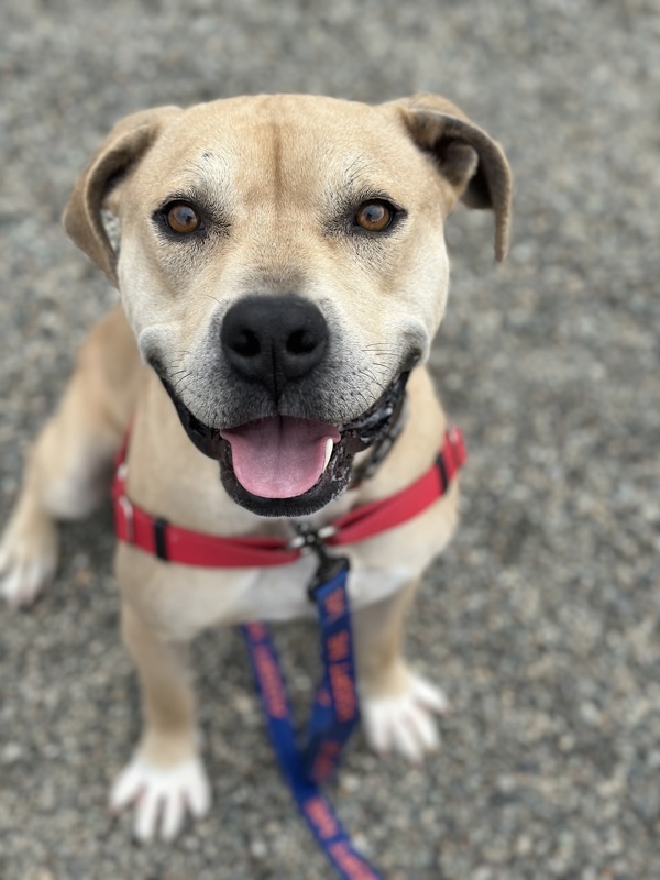 Cooper