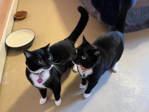 Charlie, Adult Female Domestic Short Hair
