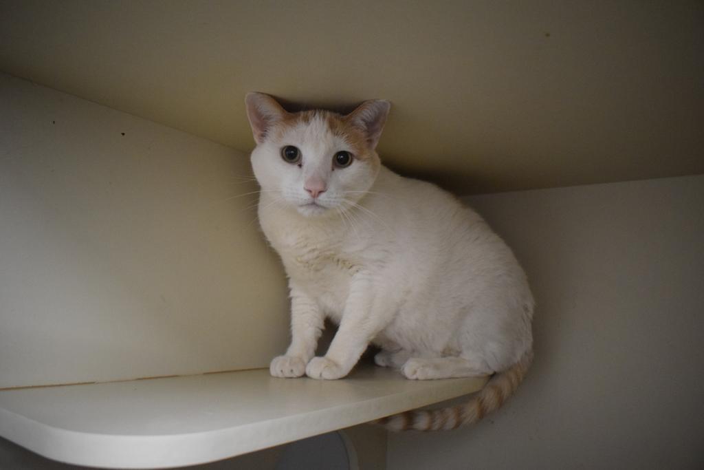 Elliott, an adoptable Domestic Short Hair in Pahrump, NV, 89048 | Photo Image 1