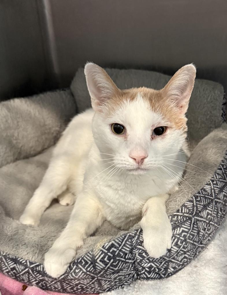 Elliott, an adoptable Domestic Short Hair in Pahrump, NV, 89048 | Photo Image 1