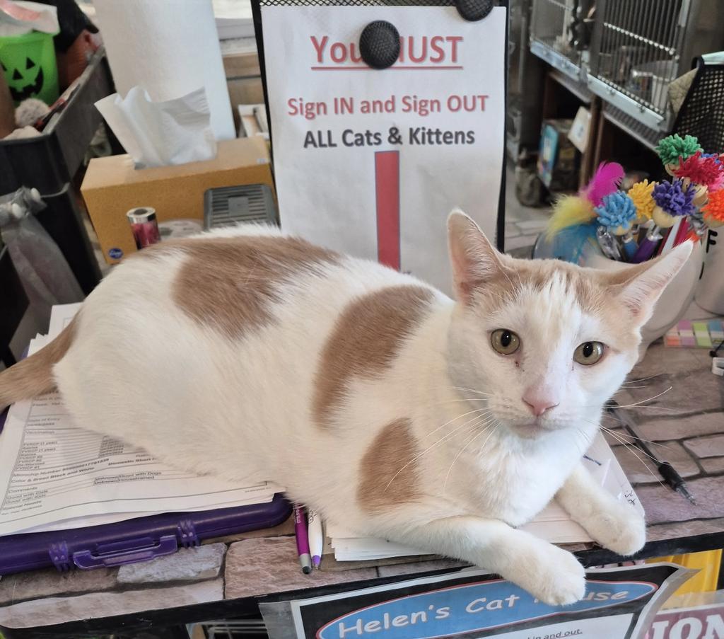 Elliott, an adoptable Domestic Short Hair in Pahrump, NV, 89048 | Photo Image 1