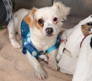 Animal Profile Tate is an adorable 2-3 year old 8 lb chihuahuaspaniel mix who was rescued from a