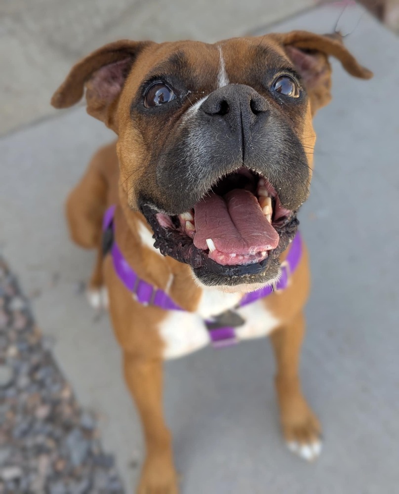 Maisy