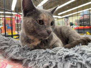 Jodey, Young Female Domestic Short Hair