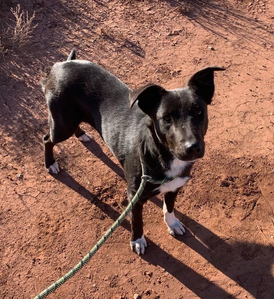 Tracy, an adoptable Border Collie, Mixed Breed in Tucumcari, NM, 88401 | Photo Image 1