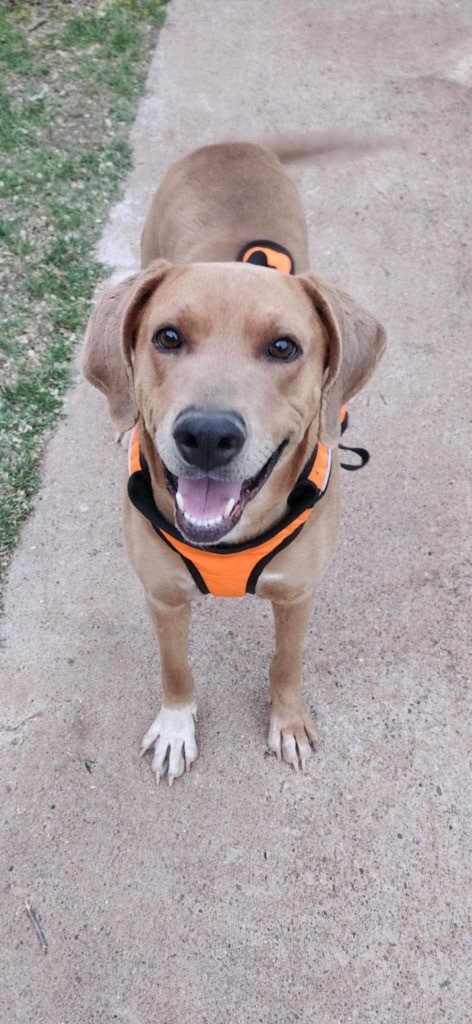 Jingles, an adoptable Labrador Retriever, Mixed Breed in Tucumcari, NM, 88401 | Photo Image 1